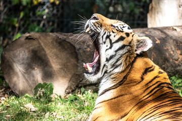 The Siberian tiger,Panthera tigris altaica in a park