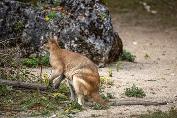 The agile wallaby, Macropus agilis also known as the sandy wallaby