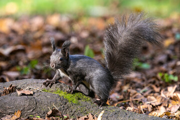 Grey squirrel, Sciurus at Old North Cemetery of Munich, Germany