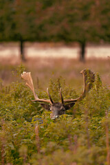 Deer with antlers hiding in the grass