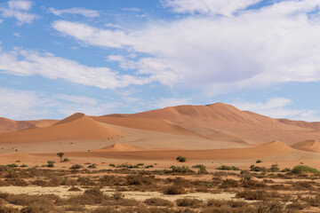 Fototapeta na wymiar Wüste Panorama, Nimib, Dünen im Hintergrund