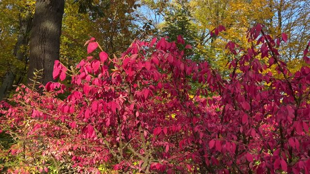 Autumn park with pink euonymus alatus bush, winged spindle, winged, burning bush.