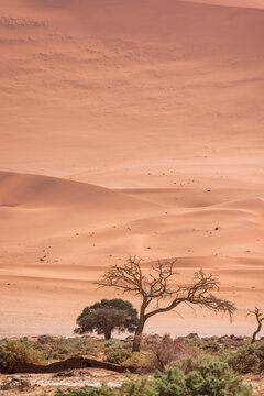 weite W&uuml;stenlandschaft mit hohen D&uuml;nen und Baum im Vordergrund