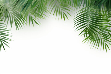 Fototapeta na wymiar Palm leaf isolated on white background