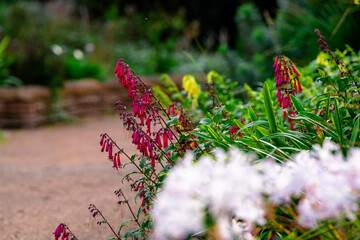 Flowers by garden path in country garden