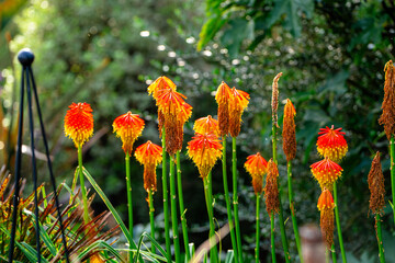 Autumn flowers in English country garden