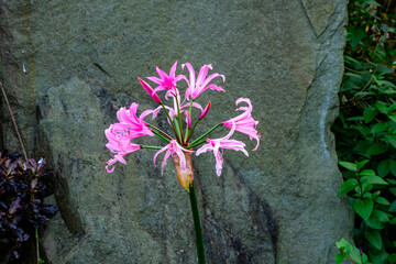 Autumn flowers in English country garden