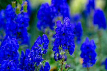 Autumn flowers in English country garden