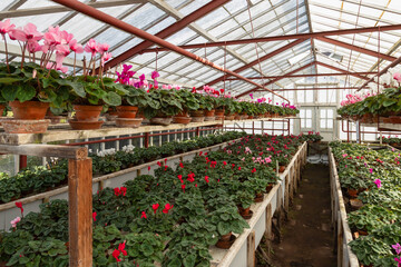 Greenhouse with flowering cyclamen plants with different colors.