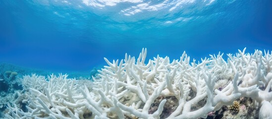 Coral reefs are greatly impacted by global warming rising sea temperatures and overfishing resulting in dead and bleached reefs worldwide