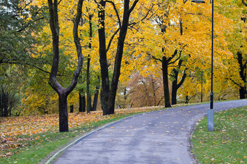 autumn background, photo shows a park in autumn