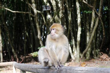 japanese macaque sitting on the ground