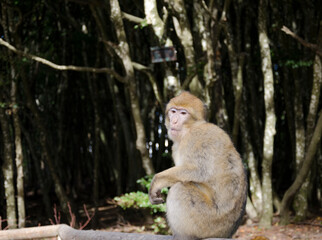 japanese macaque sitting on a tree