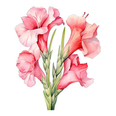 Gladiolus pink flower, isolated on white transparent PNG background
