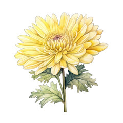 Chrysanthemum flower, isolated on white transparent PNG background