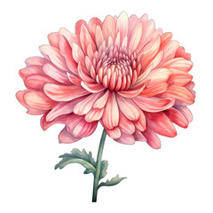 Chrysanthemum flower, isolated on white transparent PNG background