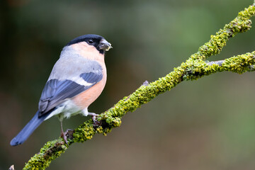 Bullfinch male (pyrrhula pyrrhula) perched on a green branch, with a natural, foliage background - Yorkshire, UK in Autumn