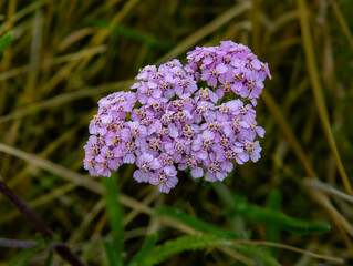 Achillée millefeuille