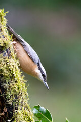 Nuthatch (Sitta Europaea) walks down a trunk - Yorkshire, UK in October