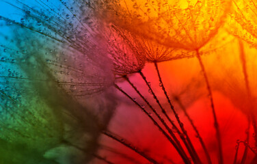 flower fluff, dandelion seeds with dew dop - beautiful macro photography with abstract bokeh...