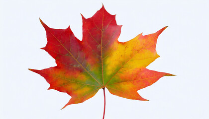 colorful maple leaf in autumn isolated on white background fall season foliage texture