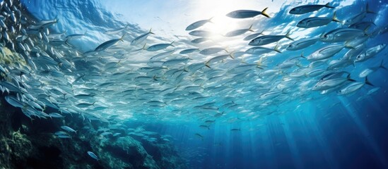 A popular tourist spot in Moalboal Cebu Philippines known for large groups of sardines in a shallow reef