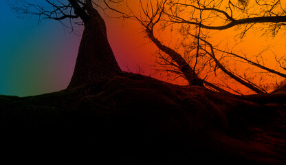 silhouette of big old tree - Powered by Adobe