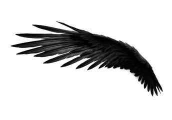 Black bird or angel wing isolated on white background