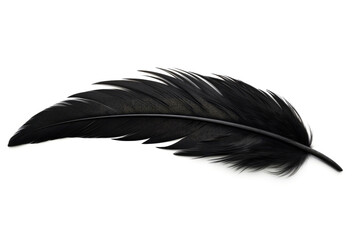 Black bird or angel feather on white background - obrazy, fototapety, plakaty