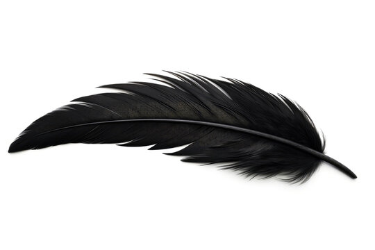 Black bird or angel feather on white background