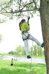 An athletic girl climbs a tall tree using a carabiner belay, pulls herself up onto the rope with her hands, and gains great height. Recreation and sports.