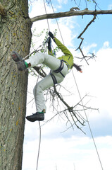 An athletic girl climbs a tall tree using a carabiner belay, pulls herself up onto the rope with her hands, and gains great height. Recreation and sports.