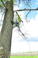 An athletic girl climbs a tall tree using a carabiner belay, pulls herself up onto the rope with her hands, and gains great height. Recreation and sports.