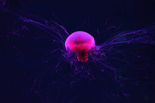 Fluorescent jellyfish swimming underwater aquarium pool with red neon light. The Lion's mane jellyfish, Cyanea capillata also known as giant jellyfish, arctic red jellyfish, hair jelly