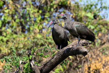 Two Hadada Ibises resting on broken tree trunk