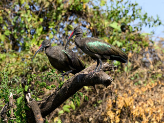 Two Hadada Ibises resting on broken tree trunk
