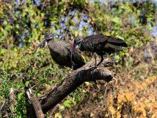 Two Hadada Ibises resting on broken tree trunk