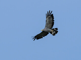 African Harrier-Hawk in flight on blue sky