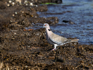 Mourning Collared-Dove standing on shore of lake Victoria, Tanzania