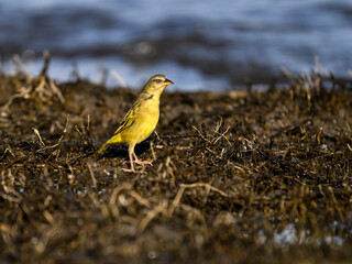 Speke's Weaver standing on lake Victoria shore