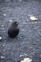 bird in the ground picking bread