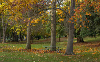 Autumn leaves of orange and gold fall around an empty picnic table on a lush green lawn at a public park.