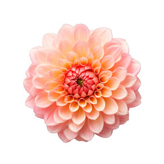 Fototapeta premium pink dahlia flower.