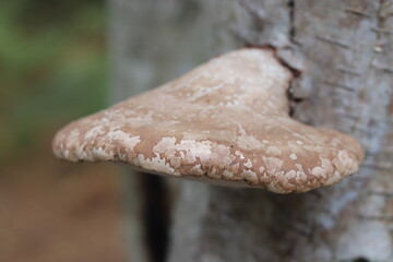 mushroom on a tree