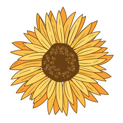Yellow sunflower on white background
