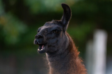 close up of a alpaca