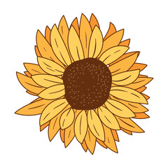 Beautiful sunflower on white background