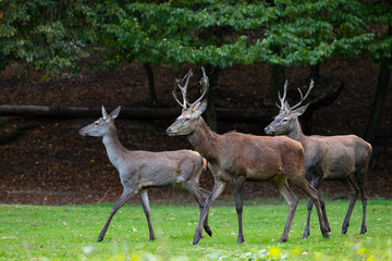 A group of deer, a female and two males