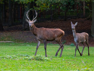 Naklejka na ściany i meble A pair of deer. Female and male deer.