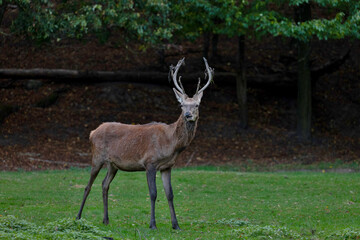 deer in the woods, Poland